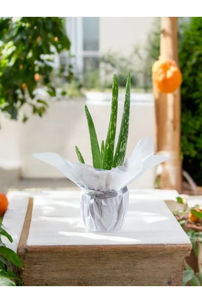 Hediyelik Aloevera ( Sevdiklerinize Sağlık Gönderme Zamanı ) No 2 - Resim 3