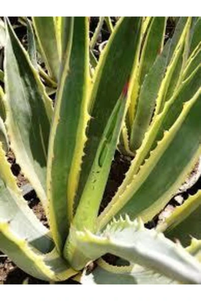 Agave Fidanı ürün görseli