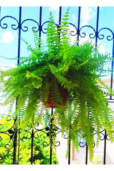 Askılı Saksıda Aşk Merdiveni Nephrolepis 000111 ürün görseli 1