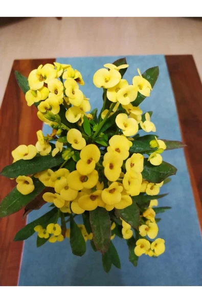 Seramik Saksıda 45-50 Cm Büyük Sarı Dikenler Tacı - Resim 2