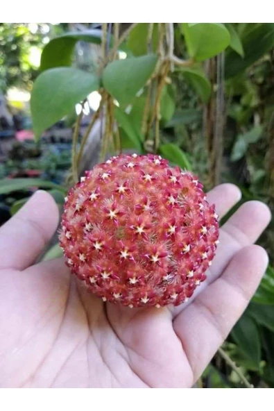 Turuncu Beyaz Mum Çiçeği Fidanı ürün görseli 1