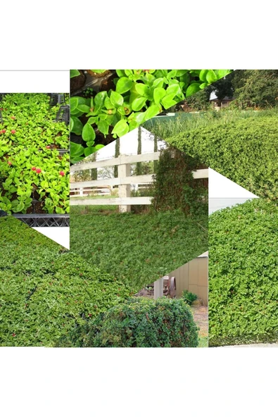 48 Fide Buz Çiçeği Zemin Örtücü 4 Mevsim Yemyeşil ürün görseli 1