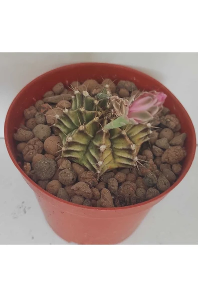 Dörtlü Gymnocalycium Mihanovichii Set - Resim 4