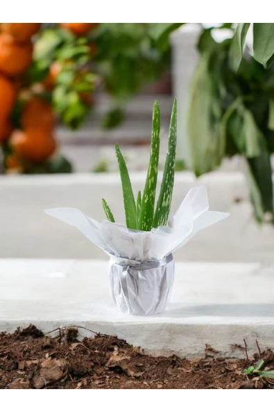 Hediyelik Aloevera ( Sevdiklerinize Sağlık Gönderme Zamanı ) No 2 - Resim 2