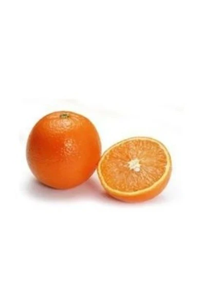 Tüplü Valencia Portakal Fidanı - Resim 2