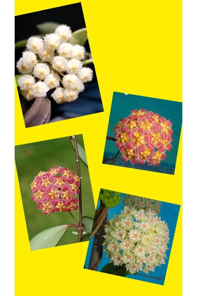 4 çeşit özel tür mum fidanı 4 ayrı saksıda - Resim 4