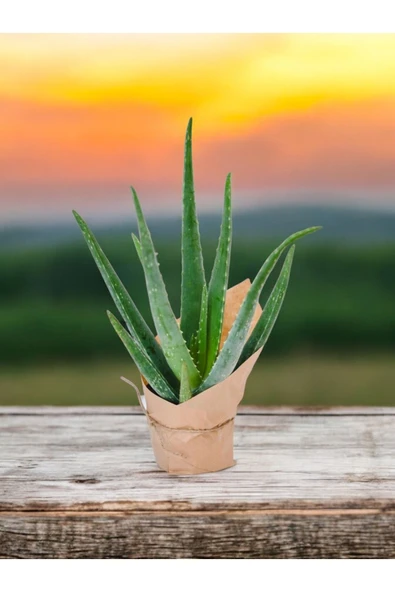 Hediyelik Aloevera ( Sevdiklerinize Sağlık Gönderme Zamanı ) No1 ürün görseli