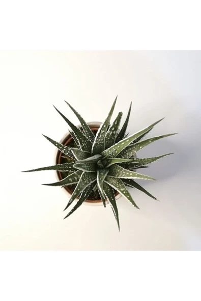 Haworthia Fasciata Alba Zebra Beyaz Seramik Saksılı - Resim 3
