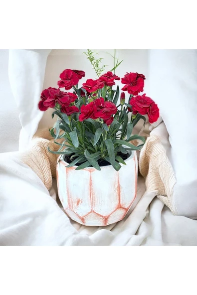 Taş saksıda Kırmızı Karanfil Mis Kokulu - Resim 2