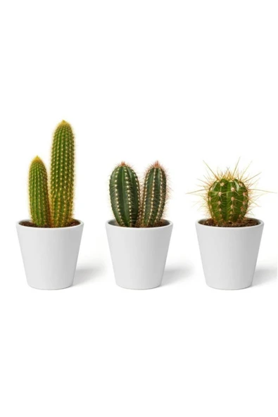3 Adet Seramik Saksıda Kaktüs Ve Sukulent Altlıksız ürün görseli 1