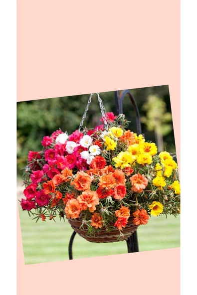 4 Çeşit İpek Çiçeği İpek Kedi Tırnağı 8.5 Çapında ürün görseli