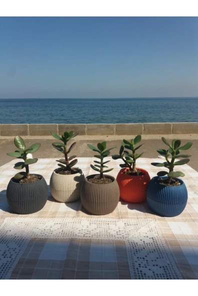 Crassula Ovata- Para Çiçeği- Bereket Bitkisi- 8-12 Cm 5 Aylık - Resim 4