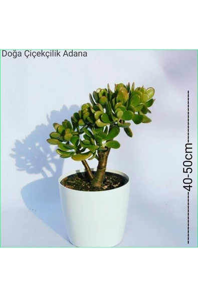Para Ağacı Bereket, Iyi Şans Ve Para Çiçeği Crassula Ovata 0102 ürün görseli 1