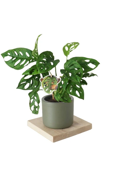 Monstera Adansonii (Deve Tabanı Bitkisi) ürün görseli