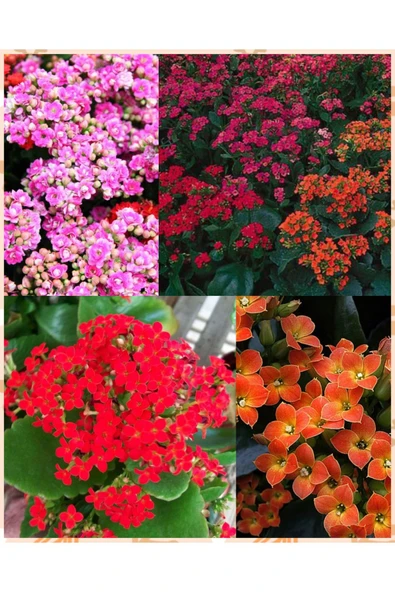 400 Adet Kalanşo Fidesi - Resim 3