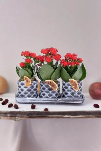 Dekoratif Taş saksılarda kalanşo bitkileri kalanchoe kzlbook