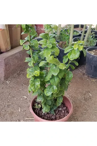 Saksıda 2 Yaş Kokulu Katmerli Full Yasemin Çiçeği Boy 50-70 Cm - Resim 2