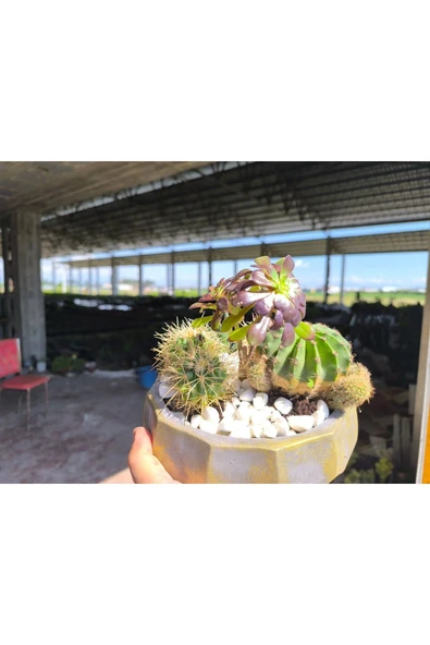 Kaktüs ve sukulent aranjmanı beton saksıda 001 - Resim 4