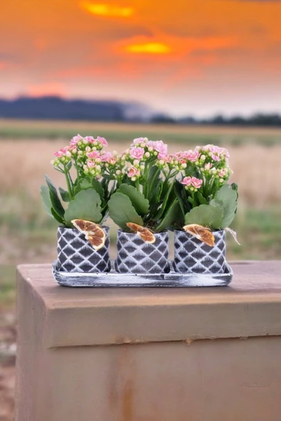 Dekoratif Taş saksılarda kalanşo bitkileri kalanchoe 001lpd - Resim 2