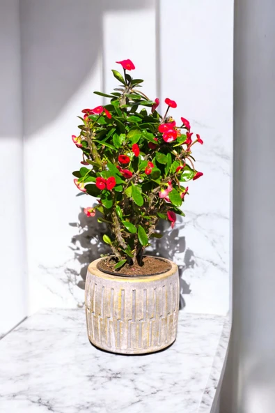 Roma Saksıda Hediyelik Dikenler Tacı Kırmızı 30-40 cm - Resim 3