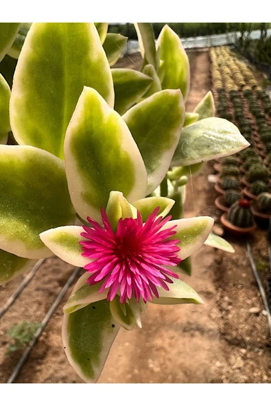 Buz Çiçeği 17cm Askılı Saksıda - Resim 3