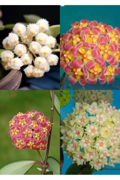 4 çeşit özel tür mum fidanı 4 ayrı saksıda