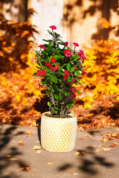 Hisar Gold Beyaz Saksıda Hediyelik Dikenler Tacı Kırmızı 30-40 cm - Resim 4