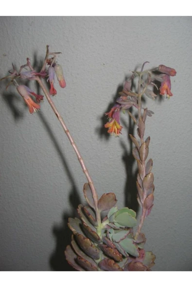 Kalanşo Mangini ürün görseli 1