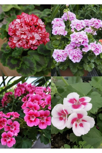 4 mini saksıda 4 renk yaprağı kokulu sardunya fidanı - 4