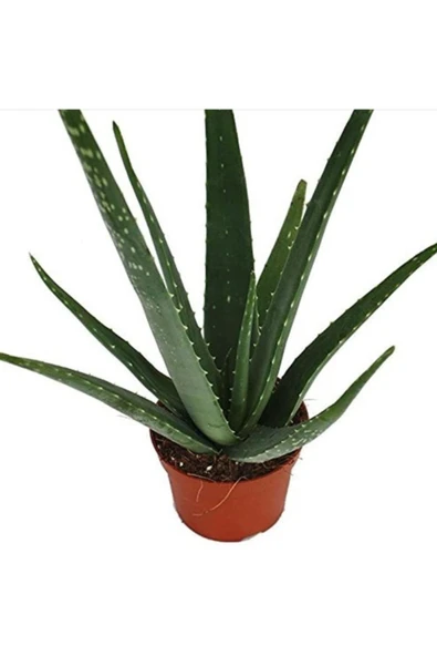 Saksılı Aloe Vera Bitkisi ( 12 Lik Saksıda)( Barbadensis)