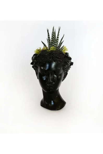 Atena Serisi Haworthia ürün görseli