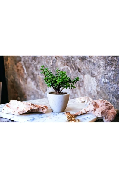 Şans Getiren Bonsai Ağacı Afra Para Bitkisi - Resim 3