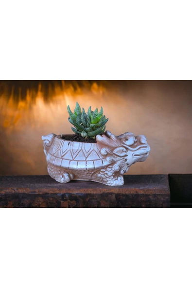 Taş Ejder Saksıda Sukulent - Resim 2