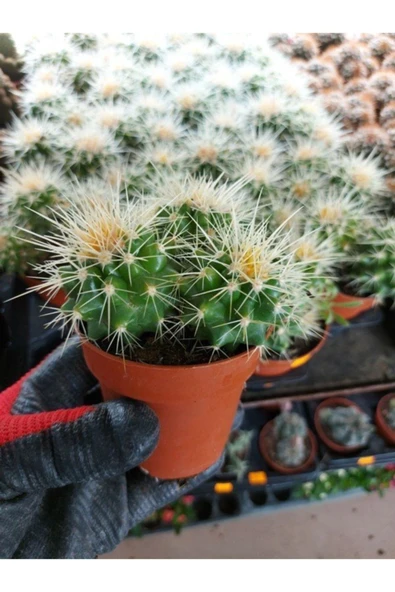 Saksılı Echinocactus Grusonii Cactus - Altın Fıçı Kaktüs (5.5 Luk Saksıda) - Resim 2