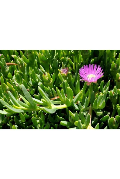 Carpobrotus - Kaz Ayağı - Acem Halısı 15 Adet - Resim 3