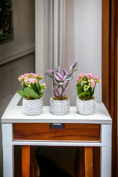 3 Adet Otantik Saksıda Çiçek Aranjmanı Seti - Resim 3