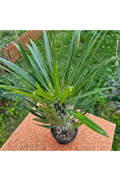 Madagaskar Palmiyesi 20 cm 12 lik Saksıda - Resim 2