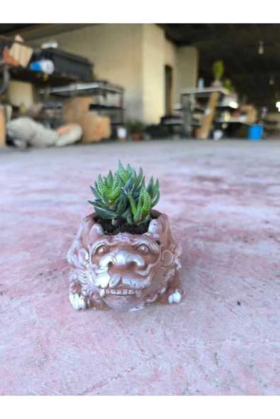 Taş Ejder Saksıda Sukulent - Resim 5