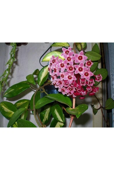 Mum Çiçeği Fidesi 2 Adet, 1adet Hoya Carnosa, 1adet Hoya Carnosa Tricolor - Resim 2