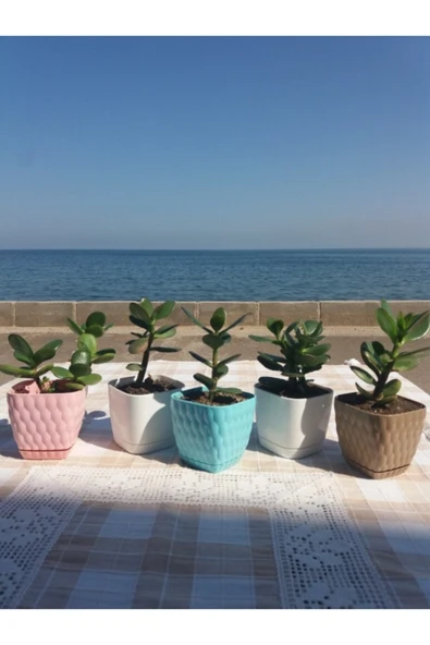 Crassula Ovata- Para Çiçeği- Bereket Bitkisi- 8-12 Cm 5 Aylık - Resim 2
