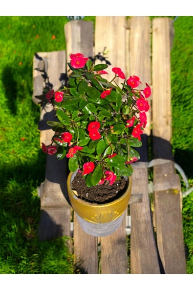 Muhteşem Hediyelik Kırmızı Milli Dikenler Tacı Gerçek Orkide Saksısında - Resim 3