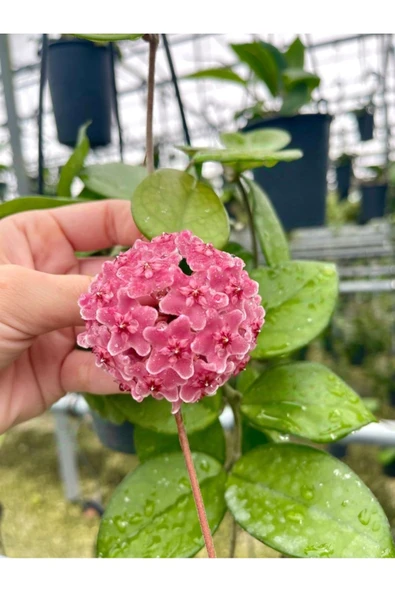 Pembe renk çiçek açan mum çiçeği fidanı - Resim 3