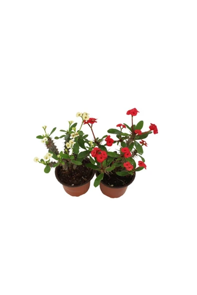 2'li Euphorbia Milli Dikenler Tacı Kırmızı Beyaz Çiçekli 20cm Iç Mekan Dekoratif Bitki ürün görseli