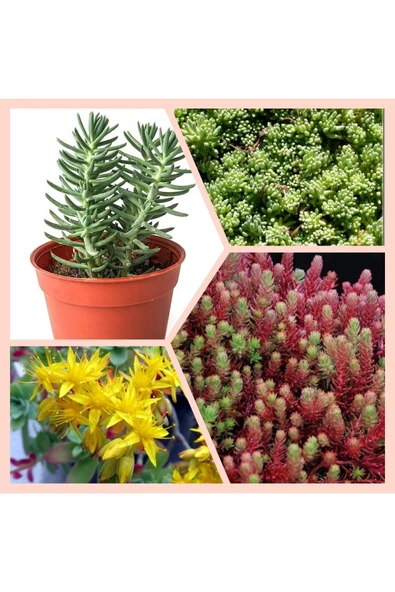 Mezarlık İçin 10 adet Yeşil Dam Koruğu Fidesi Kabir Çiçeği ürün görseli 1