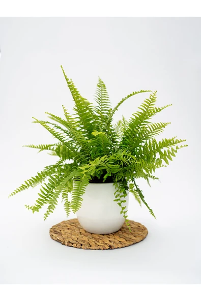 Aşk Merdiveni Fujer Nephrolepis Saksıda Canlı Ev Bitkisi Ofis Bitkisi Salon Bitkisi İç Mekan ürün görseli