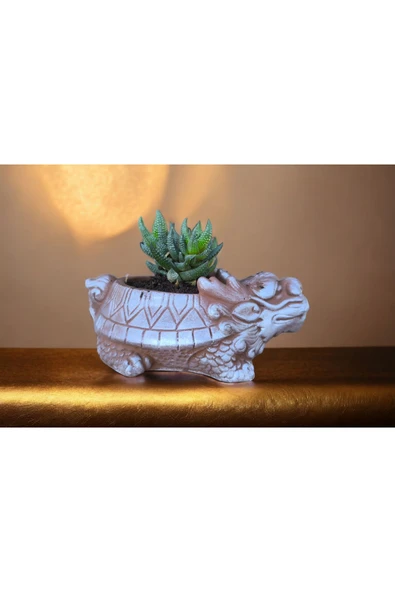 Taş Ejder Saksıda Sukulent - Resim 4