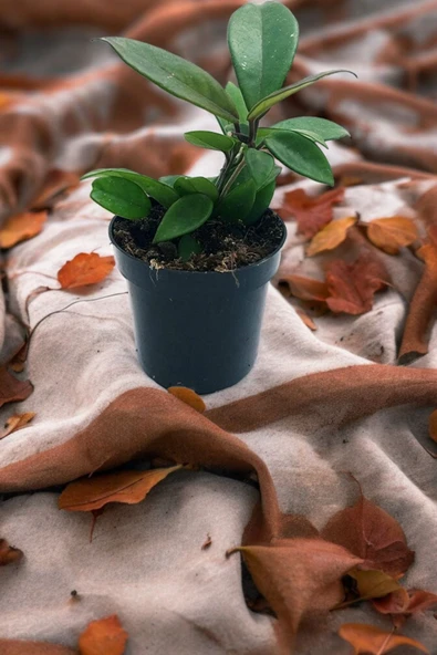 Orta boy mum çiçeği çiçek resmi 2. görselde q7 - Resim 2