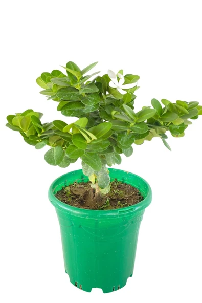 Natal Eriği Carissa Macrocarpa 2 Litrelik Saksıda ürün görseli 1