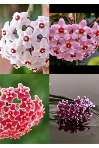 4 renk mum çiçeği beyaz, pembe, turuncu, mor ürün görseli 1