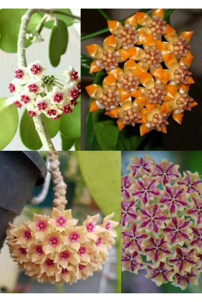 4 çeşit mum çiçeği 4 ayrı saksıda - Resim 2